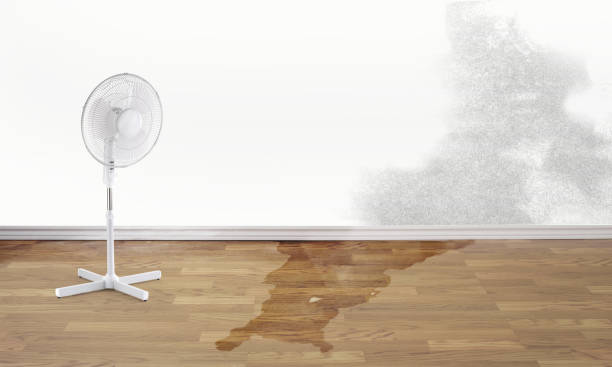 Best Mold removal after water damage  in Bluewell, WV
